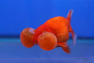 Jenis-jenis ikan mas koki Goldfish_Bubble_Eye